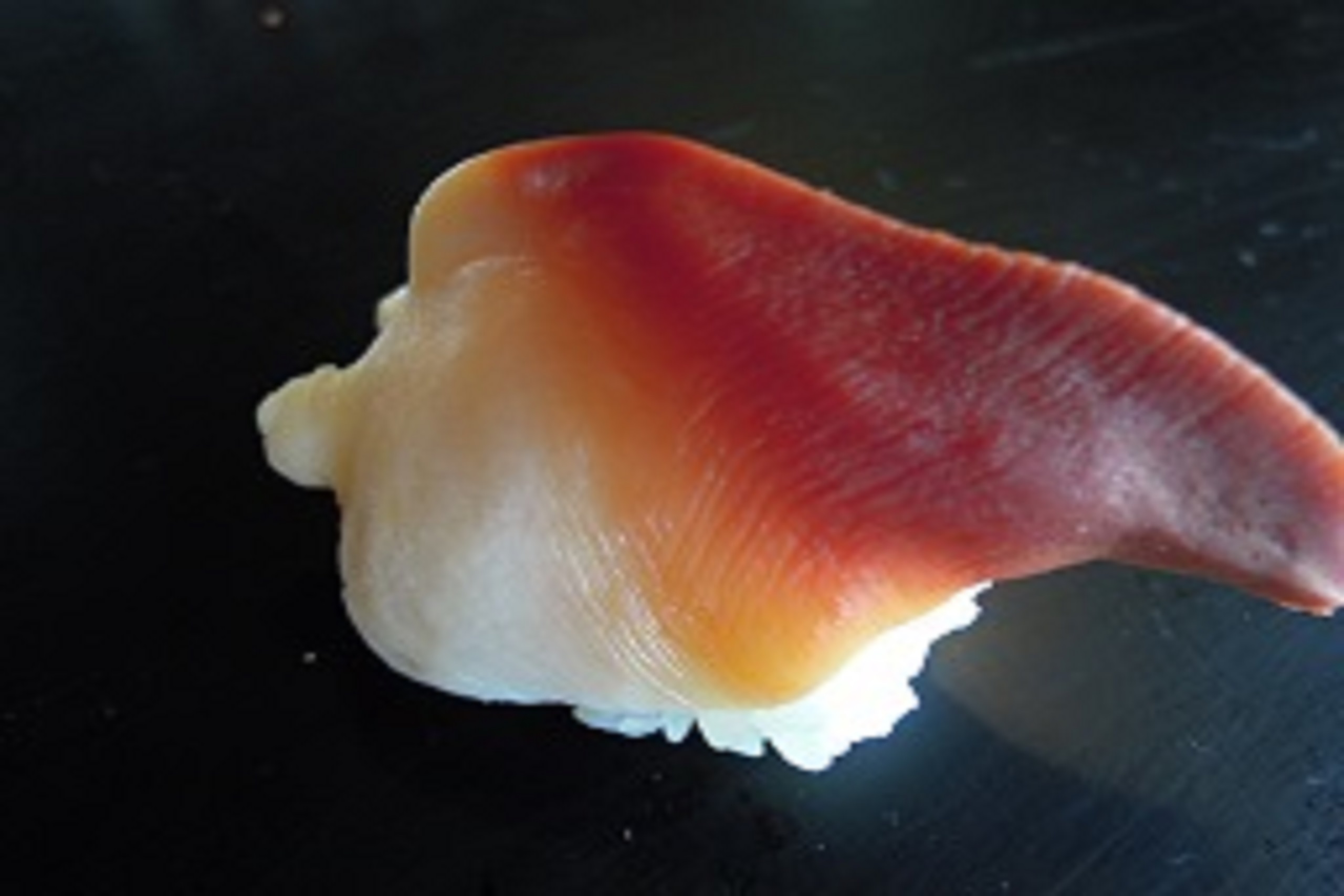 Surf Clam